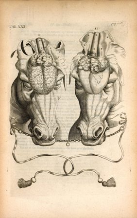 From the book, a scanned illustration of two horse heads.